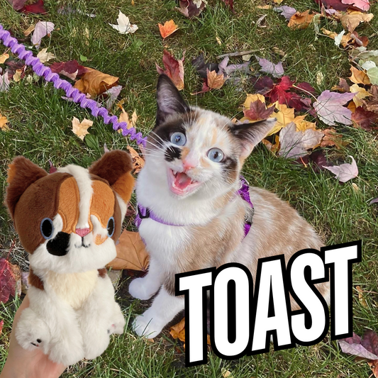Toast Charity Cat plush