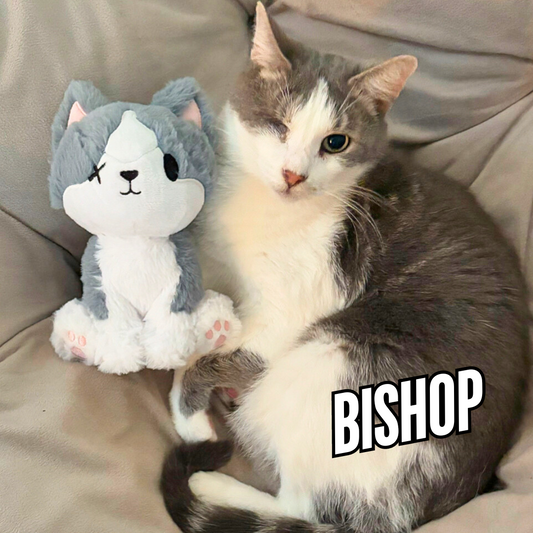 PREORDER Bishop Charity Cat plush