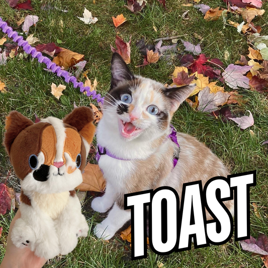 PREORDER Toast Charity Cat plush